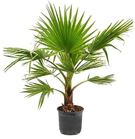 Washingtonia Robusta ± 120cm de Altura Palmera Natural