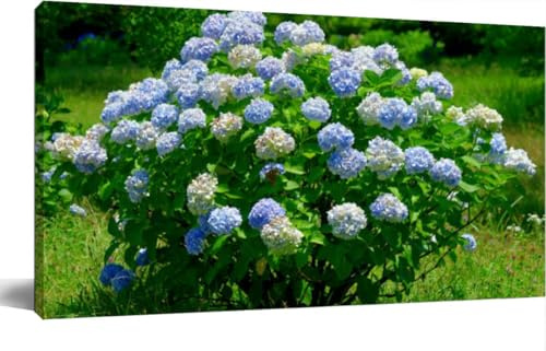 TIGTMULERLY Wall Art Frame Gallery Wall Decor Hydrangea paniculata Panicle hydrangea: Multi stemmed Woody Deciduous Modern Canvas Prints Artwork for Living Room Bedroom Office Kitchen 48x24Inch