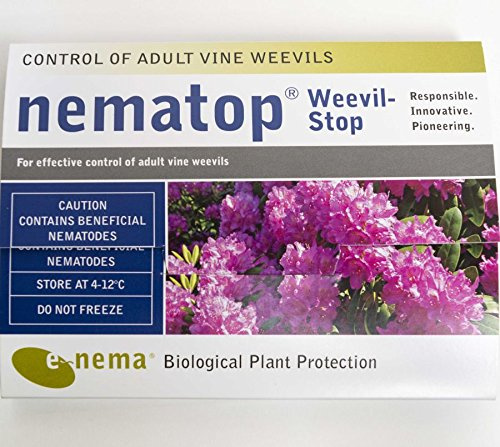 Nematop Adult Vine Weevil Killer Natural Control Nematodes