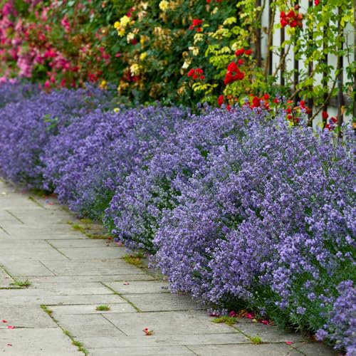 YouGarden 12 English Hidcote Lavender Plugs. Beautiful Scented Purple Flowers Attracts Bees & Butterflies. Perennial Plants for Garden. English Lavender Plants Outdoor. Grow up to 60cm Tall