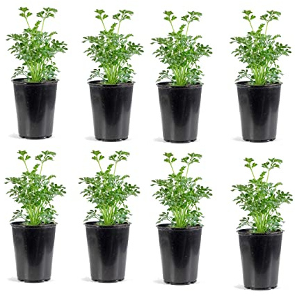 Plantas de Ruda | Pack 8 Unidades | DECOALIVE | Hierbas Naturales | Ruta Graveolens