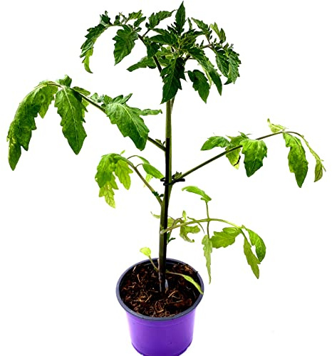 veredelte San Marzano Tuma Tomaten Pflanze Lycppersicum esculentum 2er-Set