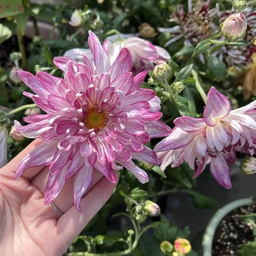 Semillas de crisantemo - regalos para los amantes del jardín de crisantemo - crisantemo 30pcs