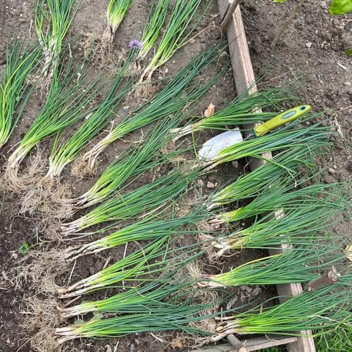 Semi di cipollina, perenni, resistenti all'inverno tappezzanti, varietà antiche, aiuole rialzate giardino 600pcs