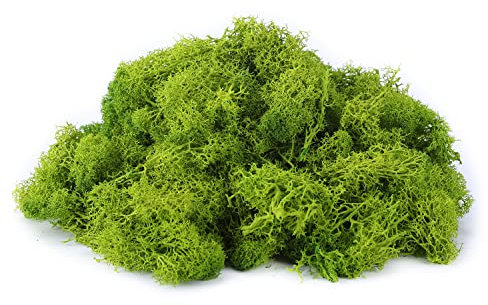 IHKFILAN Islandmoos Zum Basteln Moos Pflanzen Deko Mooswand Lebend Konserviertes Haltbares Natur Moos Dekomoos für Die Zu Ostern,Modellbau (Zitronengrün, 100g)
