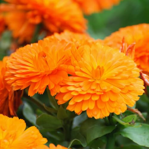 Welldales 50 British Orange Giant Calendula Pot Marigold Flower Seeds Annual Plant to Grow