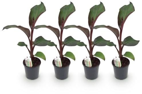 GreenboutiQ - Obstpflanze - Bananenpflanze - Ensete ventricosum Maurelli - Winterhart - 4 Pflanzen - Topf 17cm Höhe 40cm