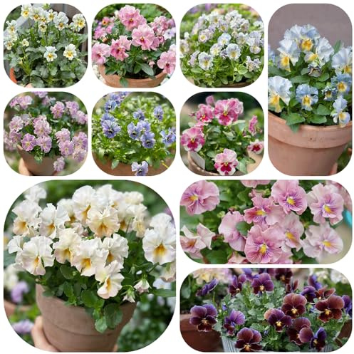 semi viole del pensiero resistenti - balcone esotiche decorazione 125pcs