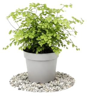 DECOALIVE Culantrillo de Pozo Adiantum Raddianum Fragrans Planta Natural para Interiores Frescos 14 cm 35 cm