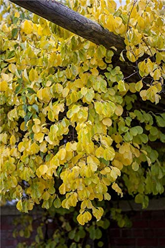 Celastrus orbiculatus 'Hercules' 60–100 cm – Winterhart, Mehrjährig, Pflegeleicht – Baumwürger – Kletterpflanze für Pergola & Rankhilfe