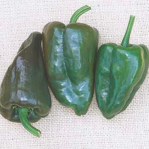 Pepper Joe's Mulato Island Pepper Seds – Pack of 10+ Mild Hot Chile Seeds – USA Grown – Mulato Isleno Mexican Pepper