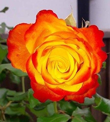 Tequila Sunrise Ibridi di Tea Rose Bush radice Nuda