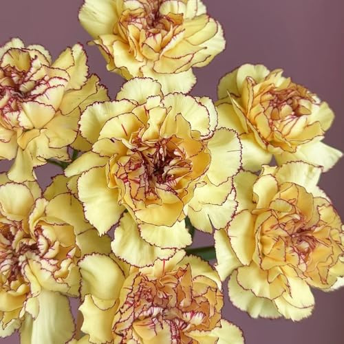 Nelkensamen kaufen, garten winterhart mehrjährig deko steingarten 1000pcs