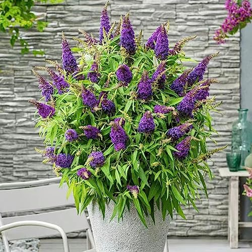 schmetterlingsflieder frühlingsblumen schnittblumen Schmetterlingsstrauch blumenwiesensaat indoor kräutergarten blumengarten schmetterlingsflieder balkonpflanzen frühling 500samen