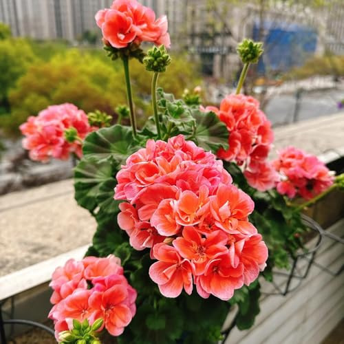semillas de geranio perenne - exótica, resistente decorativas para balcones interior 500pcs