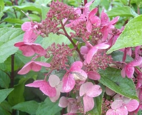 Rispenhortensien Wim`s Red® - Hydrangea paniculata Wim´s Red® - duftend - 60-80cm