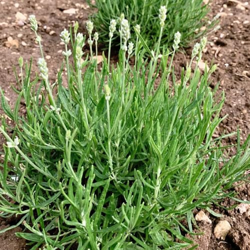 semillas de lavanda perenne - lavanda - Jardín de para balcón, interior, resistentes de real, 20pcs