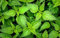 1000 Graines d' Ortie Sauvage - plante amie potager légumes - semences paysannes reproductibles - SemiSauvage