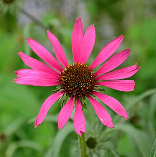 Sonnenhut Rocky Top - Echinacea tennesseensis - lebende Gartenpflanze aus den Baumschulen