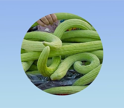 20 graines concombre melon armenien serpent - yard long -seeds- cucumber