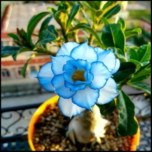 (rosa del deserto) bulbi ornamentali durevoli, adatti agli insetti, resistenti al freddo, 5 rizoma I