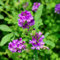 Semillas de alfalfa - plantas herbáceas semillas de flores silvestres de jardín de hierbas semillas de prados de flores plantas raras plantas de jardín de rocas resistentes 1000pcs