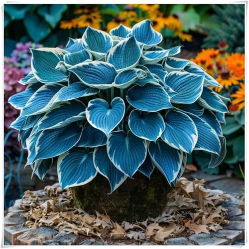 Mehrjährigen Hosta Rhizome, Funkien Wurzel, Robuste Gartenrhizome, Widerstandsfähig und Trockenheitsresistent, Gedeihen in Töpfen-15 rhizome-a