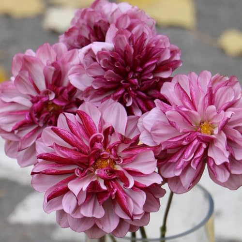dalias bulbos Cobertura perenne resistente de jardín silvestres jardín del balcón de interior bulbos Camas elevadas para el interior dalia 10pcs