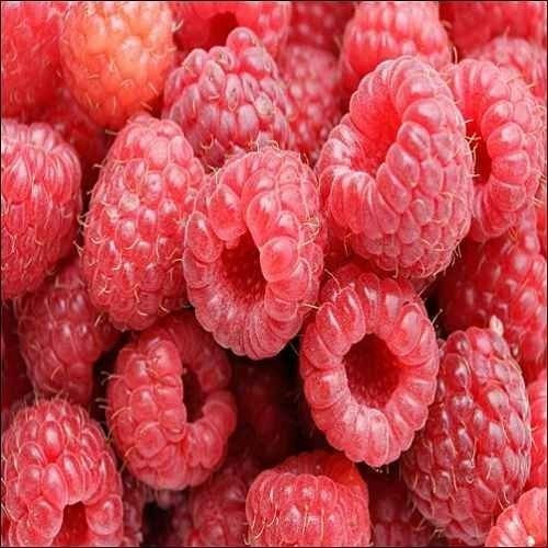 I semi di lampone Red Bush (Rubus idaeus) 25+ Seeds