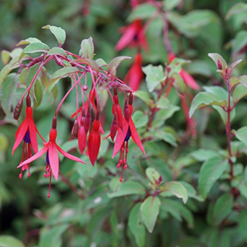 Blumixx Stauden Fuchsia Hybride 'Bernisser Hardy' - Garten-Fuchsie, im 1,0 Liter Topf, karminrot blühend