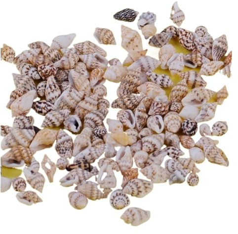 Coquilles de mer Coquilles de mer mixtes, Coquillages for l'artisanat 100 pièces 1-2 cm petits coquillages de mer assortiment de coquillages naturels conques artisanat bricolage ornements coquillages