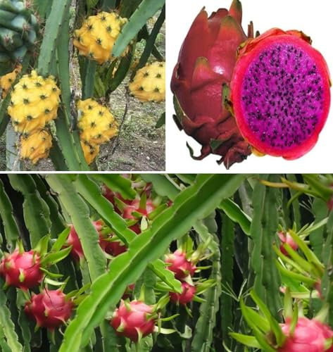 Dragon Fruit Cactus Seeds Mix - Red, Yellow, Purple - 3 Packets