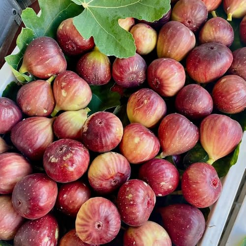 feigenbaum winterharte stauden mehrjährig topfpflanzen draußen winterhart zimmerbonsai bonsai pflanzensamen zimmerpflanze kräutergarten indoor garten obstbaum balkonpflanzen obstsamen 20samen