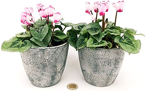 POWERS TO FLOWERS - CICLAMINO PROFUMATO DI MONTAGNA, IN VASO CERAMICA RUSTICO, 2 PIANTE, vaso 11cm, piante vere