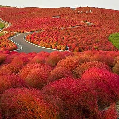 lamphle 100 Pz Kochia Scoparia Pianta Ornamentale Semi di Fiori Giardino Cortile Decorazione Bonsai Fiore Albero da Frutto Semi di Ortaggi Rosso Arancione Kochia Scoparia