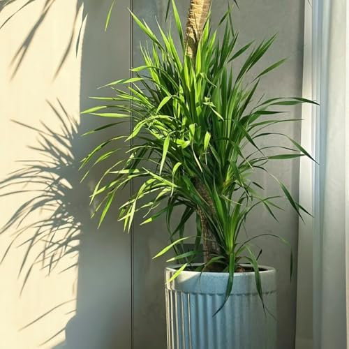 semillas de interior drago - Comprar árbol sangre dragón para balcón o invernadero, resistentes, 3pcs