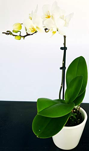 POWERS TO FLOWERS - ORCHIDEA PHALAENOPSIS BONSAI BIANCA IN VASO CERAMICA BIANCO, Orchidea Falenopsis, Pianta Vera