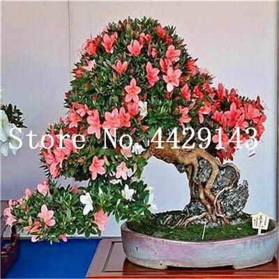 Sump Neue 100 PC Azalee Blumensamen für schönen Garten Hellrot