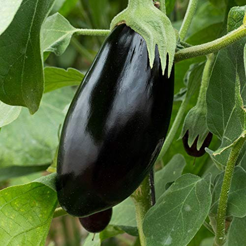 Aubergine 'Black Beauty' Egg Plant Half-Hardy Annual Vegetable Garden Plants Grow Your Own 1 x Seed Packet (8 Seeds) Aubergine 'Black Beauty' by Thompson and Morgan