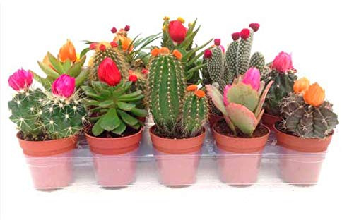 Bandeja de 10 Cactus Naturales con Flor Artificial en Maceta Pequeña