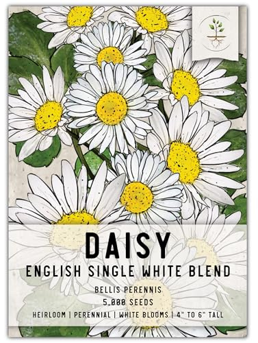 Seed Needs, English Daisy Seeds - 1,000 Heirloom Seeds for Planting Bellis perennis - White Blooms, Perennial Flowering Plants for an Outdoor Garden (1 Pack)