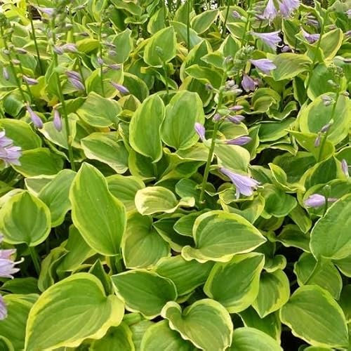 6x Funkie 'Golden Tiara' - Hosta ‘Golden Tiara’ - Kleincontainer 9x9cm