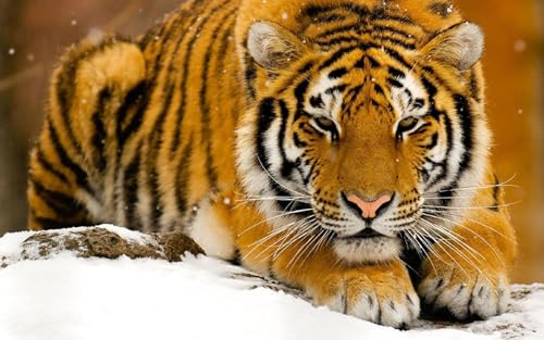 OZLHSP Pusselram 500 bitar Tiger Stora Djur 52x38cm