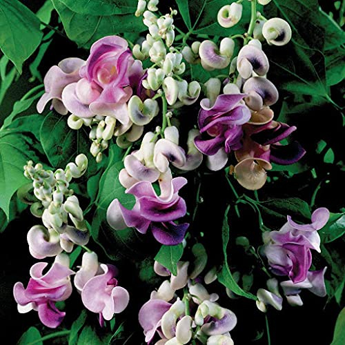 Aamish Korkenzieher-Blumensamen