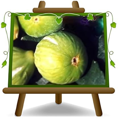 EURO PLANTS VIVAI Fico Brogiotto Bianco - Pianta da Frutto Antico su Vaso da 20 cm. - *Altezza: 150~170 cm. - Età 2 Anni