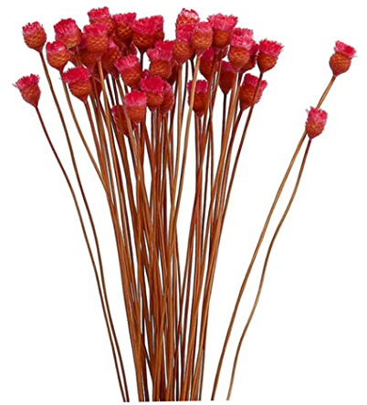 Di Margherite Secche Fiori Secchi Naturali Decorazione In Vaso Tavolo Floreale 50 Steli Rossi Bouquet Di Fiori Secchi Finti Per Decorazione