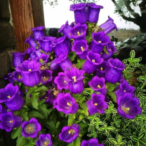 semi di campanula perenni selvatici da balcone decorazione di campanule semi biologici per aiuola resistenti all'esterno per aiuole rialzate 200pcs