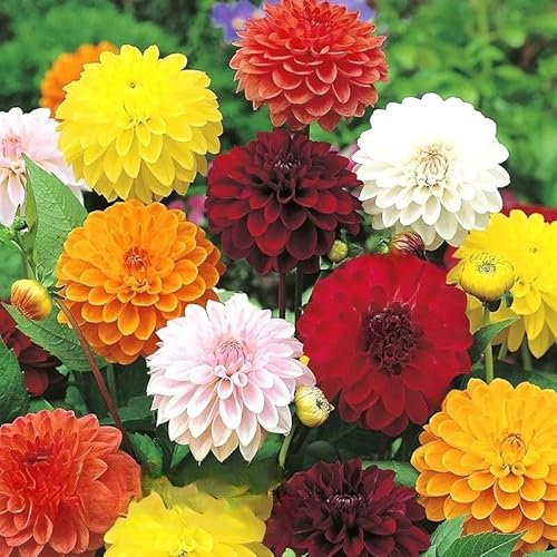 Dahlia Variabilis Showpiece Double Mix - 20 Seeds + Plant tag + Freebie - Very Uniform Flower
