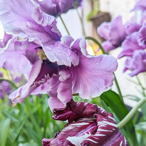 bulbos de tulipán, perenne resistente, resistentes para jardín, balcón, tulipán acónito invierno, para balcón exóticas, ación 10pcs