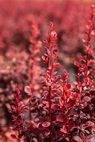 Heckenberberitze Berberis thunbergii Ruby Star 30-40 cm winterhart